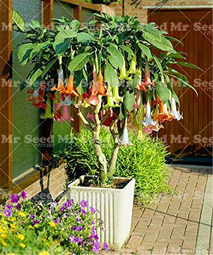 Pinkdose planta de los bonsai árbol 100pcs ENANO Brugmansia suaveolens Flamenco Angel & # 39; s de las trompetas