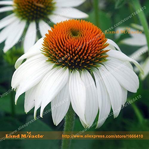 Portal Cool Echinacea 'Pow Wow blanca' Semillas Coneflower 20 piezas de Echinacea purpurea flor de semillas