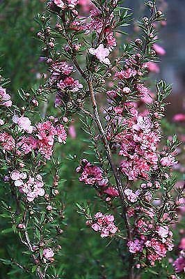 Portal Cool Las semillas del paquete: Leptospermum scoparium Coral- manuka, árbol - Semillas En 9cm Pot