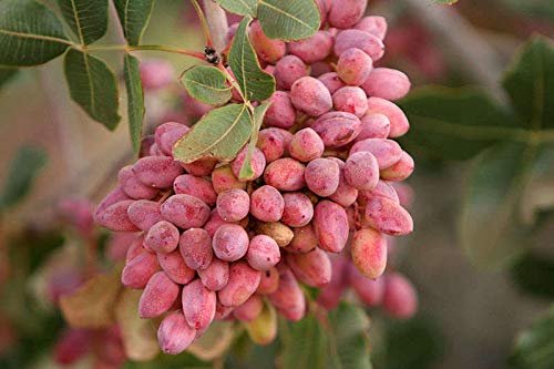 Portal Cool Nueces de Ãrbol Pistachos Semillas Semillas de Ã¡rboles frutales Pistacia Rara Planta tropical tuerca de semillas