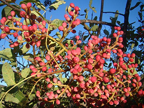 Portal Cool Planta Europea Pistacho, Mastic Ãrbol, Pistacia Terebinthus, teidas prpura Hoja