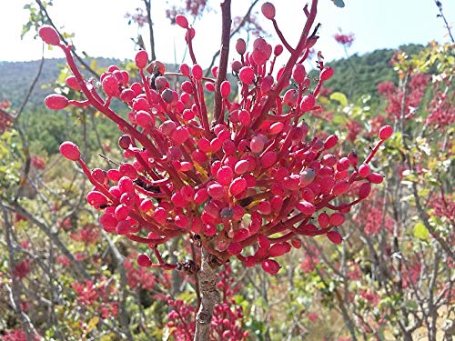 Portal Cool Planta Europea Pistacho, Mastic Ãrbol, Pistacia Terebinthus, teidas prpura Hoja