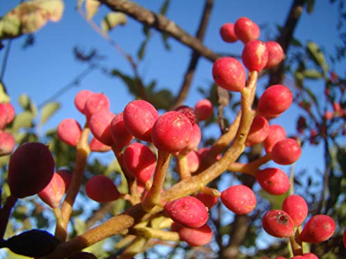 Portal Cool Planta Europea Pistacho, Mastic Ãrbol, Pistacia Terebinthus, teidas prpura Hoja