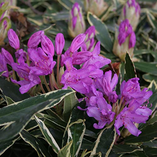 Portal Cool Rododendro Ponticum Variegatum - Ampliación de la RPF. Planta Rhododendron- En 1Ltr Pot