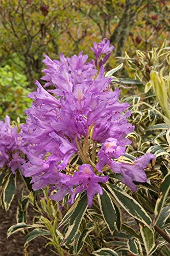 Portal Cool Rododendro Ponticum Variegatum - Ampliación de la RPF. Planta Rhododendron- En 1Ltr Pot