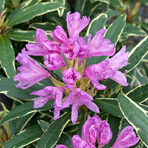 Portal Cool Rododendro Ponticum Variegatum - Ampliación de la RPF. Planta Rhododendron- En 1Ltr Pot