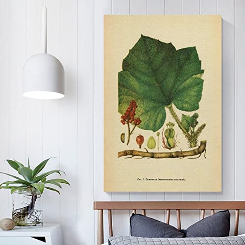 Póster Flor De Enciclopedia Vintage Moderno Pintura Botánica Arte Carteles Estéticos Oficina Unframe-style 24x36inch(60x90cm)