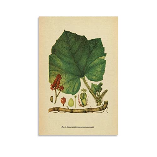 Póster Flor De Enciclopedia Vintage Moderno Pintura Botánica Arte Carteles Estéticos Oficina Unframe-style 24x36inch(60x90cm)