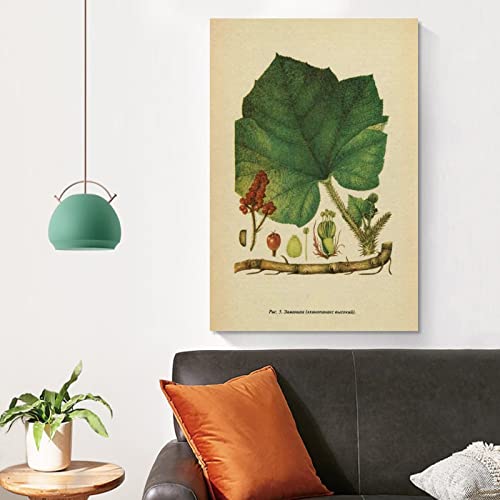 Póster Flor De Enciclopedia Vintage Moderno Pintura Botánica Arte Carteles Estéticos Oficina Unframe-style 24x36inch(60x90cm)