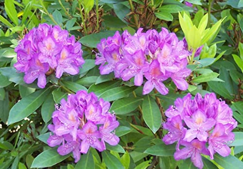 Rhododendron ponticum 50 seeds