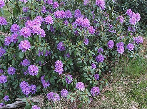 Rhododendron ponticum 50 seeds