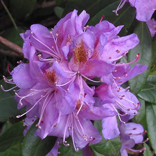 Rhododendron Ponticum - Maceta (40-60 cm)