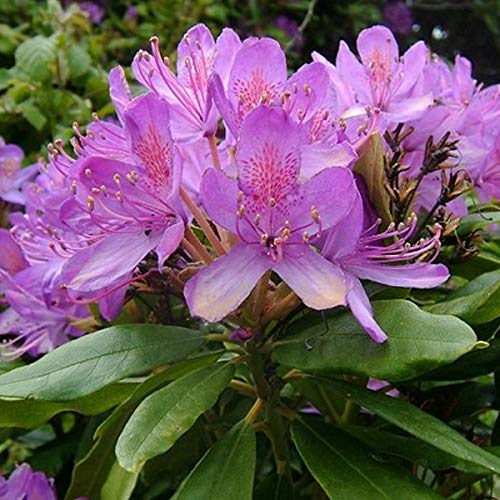 Rhododendron Ponticum - Maceta (40-60 cm)