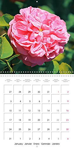 Roses historiques - la Reine des fleurs (Calendrier mural 2022 300 × 300 mm Square): Beauté, senteur et une certaine nostalgie - les roses historiques (Calendrier mensuel, 14 Pages )