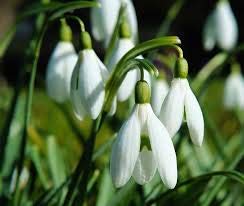 semillas de flor de campanillas semillas Galanthus nivalis 200PCS Común hermoso jardín de flores de congelación plantas Bonsai balcón