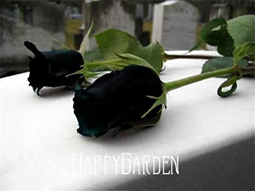 Semillas de flores de arbusto de rosa híbrido Baccara negro, paquete de 100 semillas por lote, flor de rosa de sangre verdadera exótica fresca, Ai3Fw1