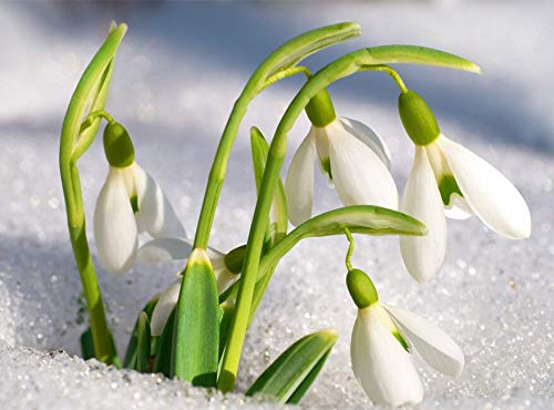 Semillas de Galanthus Nivalis 200Pcs Semillas de flores comunes de campanillas de invierno Hermoso jardín Plantas de congelación Bonsai Balcón Flor