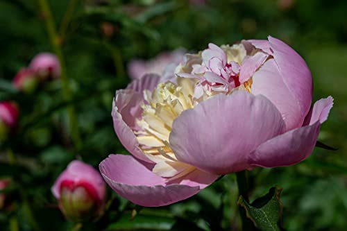 Verdecora Bulbo flor Peonia Olorosa natural | Bulbo de Primavera | 1 unidad (PORTES INCLUIDOS) (Madame Calot (Rosa y Amarillo))