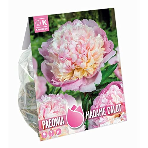 Verdecora Bulbo flor Peonia Olorosa natural | Bulbo de Primavera | 1 unidad (PORTES INCLUIDOS) (Madame Calot (Rosa y Amarillo))